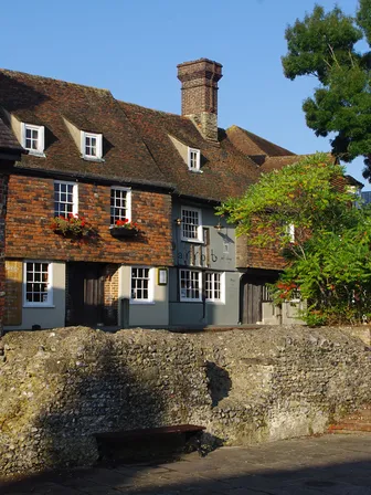 Parrot in Canterbury