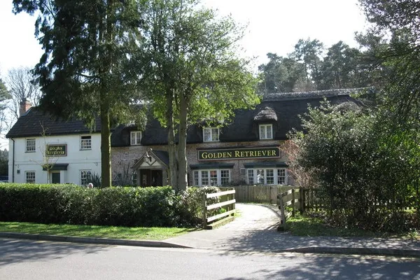 The Golden Retriever in Bracknell