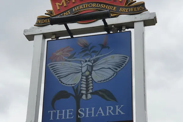 Shark in Harlow
