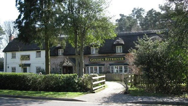 The Golden Retriever in Bracknell